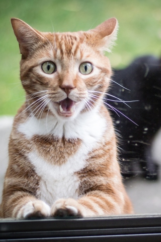 Funny Surprised Cat wallpaper 320x480