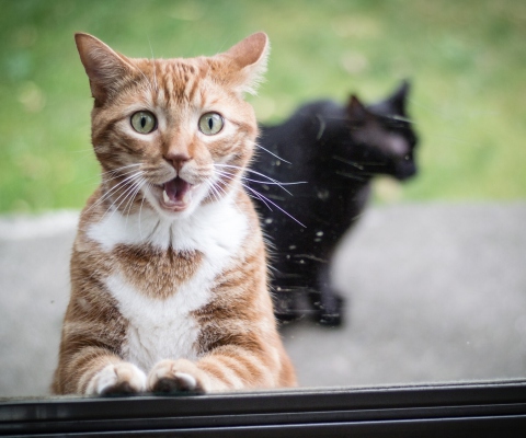 Обои Funny Surprised Cat 480x400