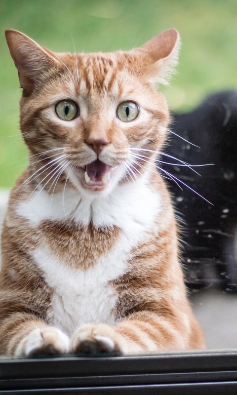 Funny Surprised Cat wallpaper 480x800