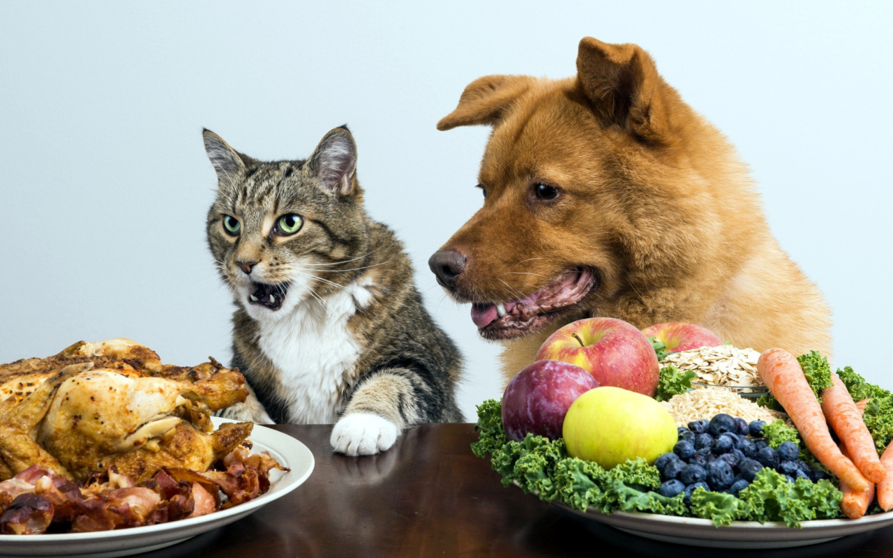 Dog and Cat Dinner wallpaper 1280x800