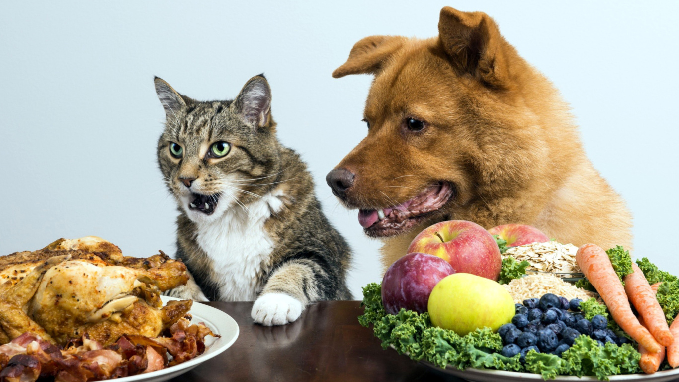 Dog and Cat Dinner wallpaper 1366x768