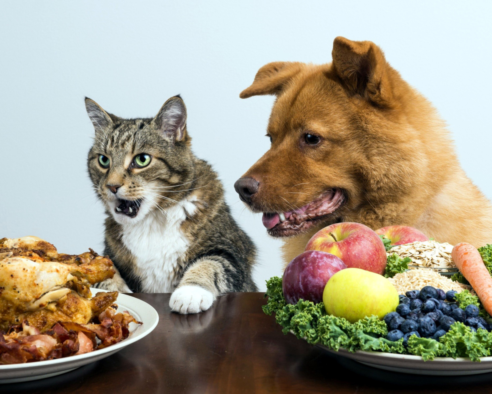 Обои Dog and Cat Dinner 1600x1280