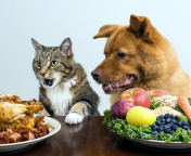 Dog and Cat Dinner wallpaper 176x144