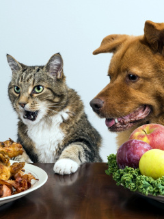 Обои Dog and Cat Dinner 240x320