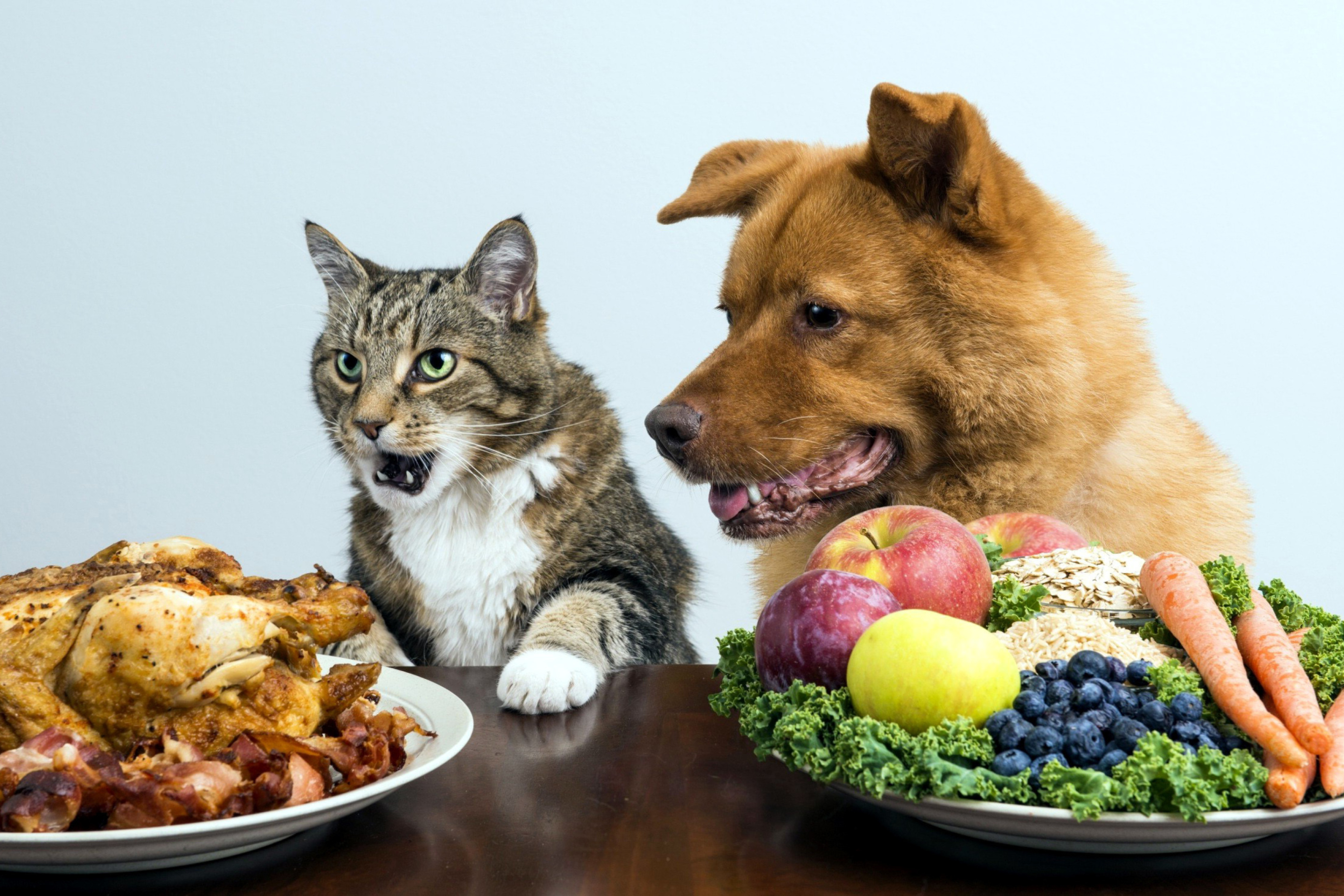 Dog and Cat Dinner wallpaper 2880x1920