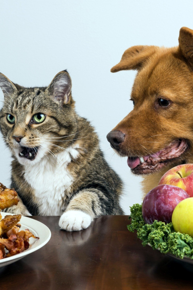 Fondo de pantalla Dog and Cat Dinner 640x960