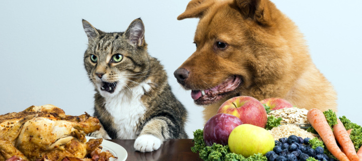 Dog and Cat Dinner wallpaper 720x320