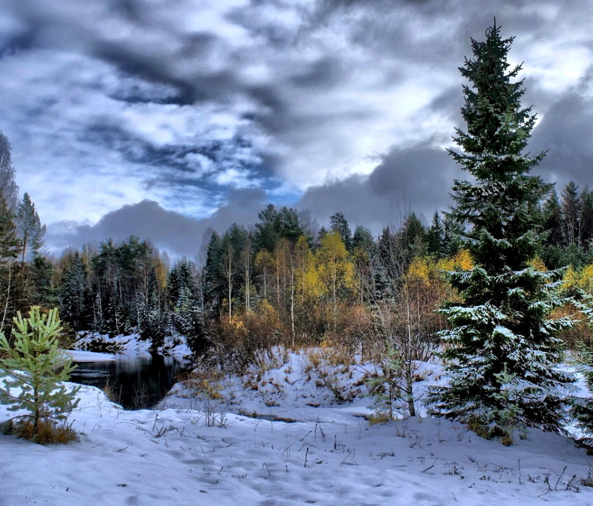 Sfondi Winter in taiga forest 1200x1024