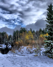 Fondo de pantalla Winter in taiga forest 176x220