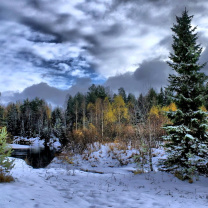 Winter in taiga forest screenshot #1 208x208
