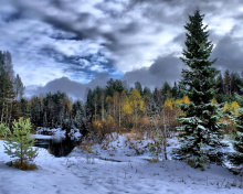 Sfondi Winter in taiga forest 220x176