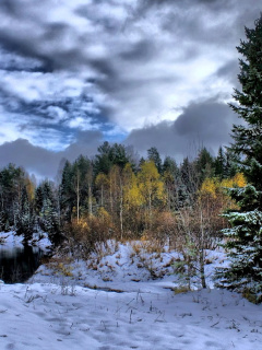 Fondo de pantalla Winter in taiga forest 240x320