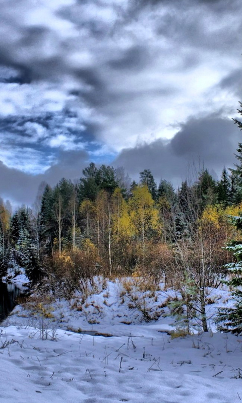 Winter in taiga forest screenshot #1 480x800