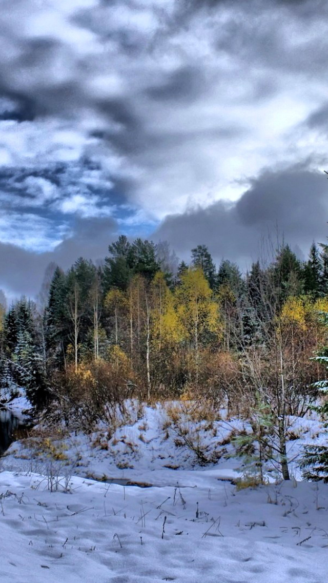 Winter in taiga forest wallpaper 640x1136