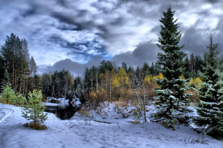 Winter in taiga forest Background for Android, iPhone and iPad