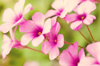 Purple Verbena Picture for Android, iPhone and iPad