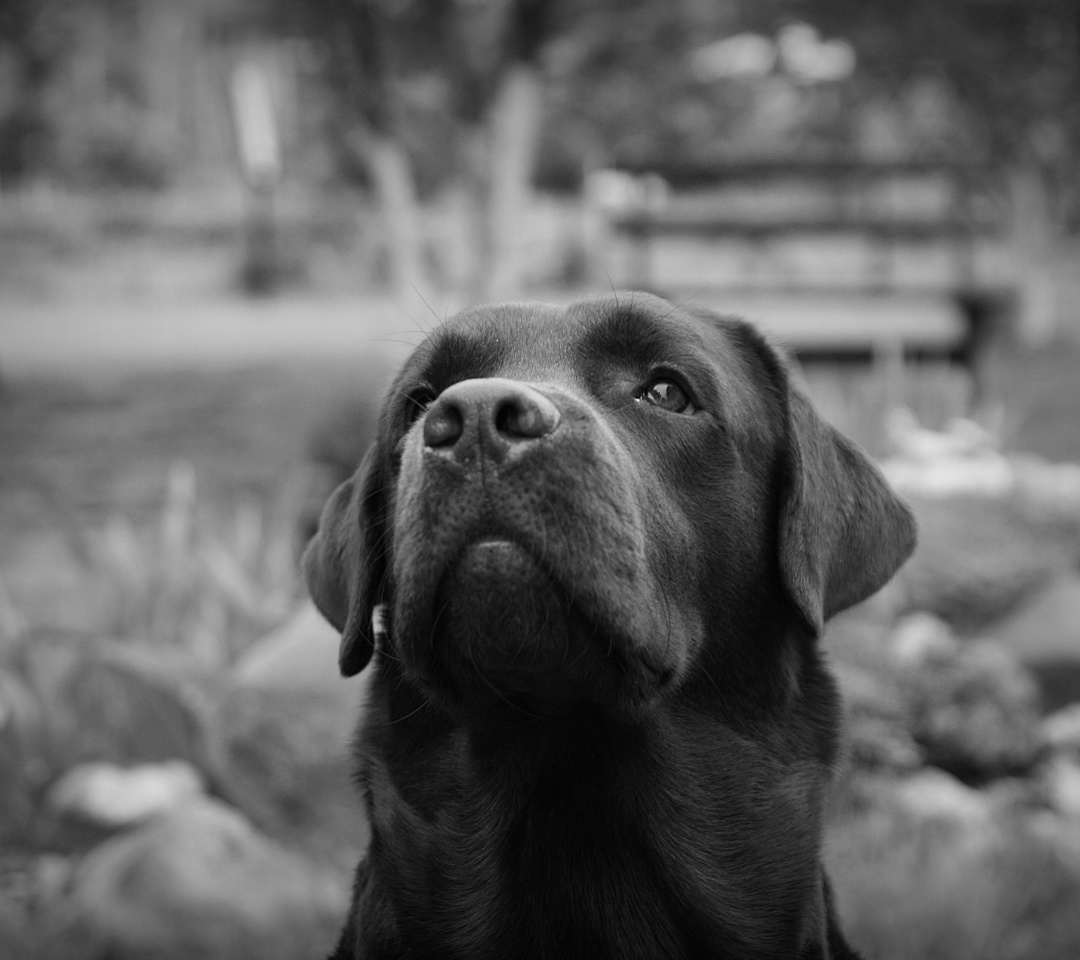 Обои Labrador Retriever 1080x960