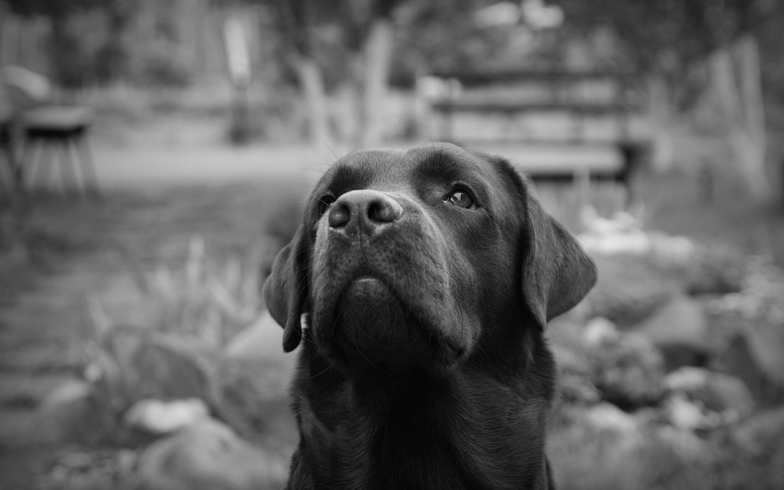 Das Labrador Retriever Wallpaper 2560x1600