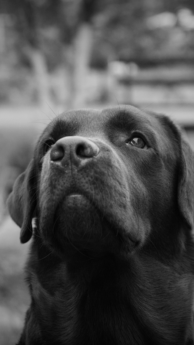 Fondo de pantalla Labrador Retriever 640x1136