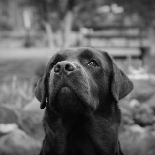 Labrador Retriever - Obrázkek zdarma pro 208x208