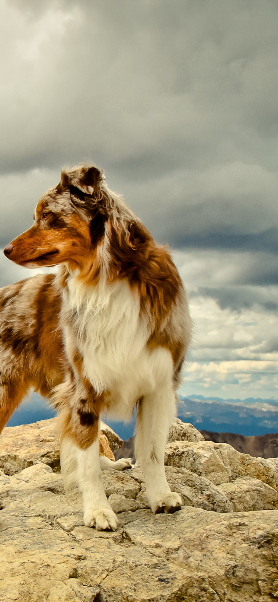 Dog On Top Of Mountain wallpaper 1170x2532