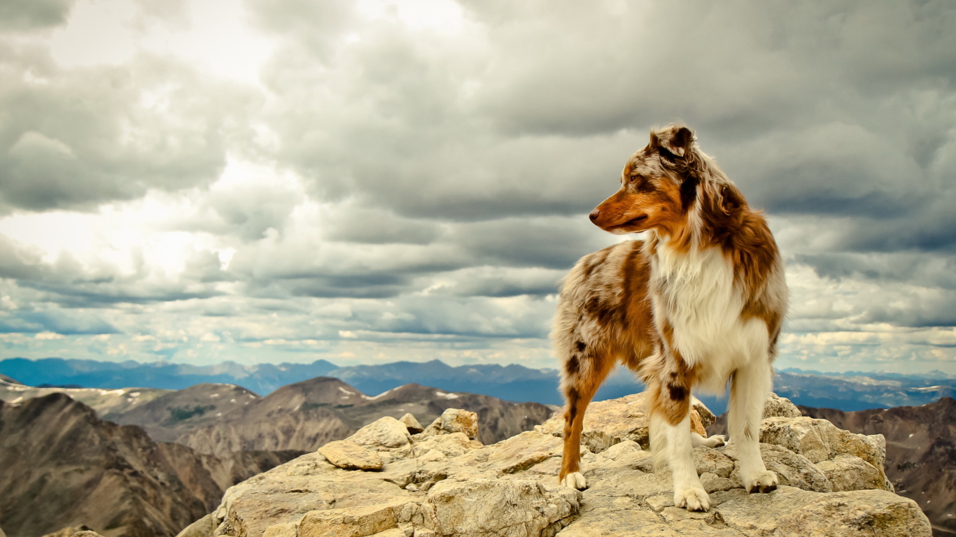 Обои Dog On Top Of Mountain 1366x768