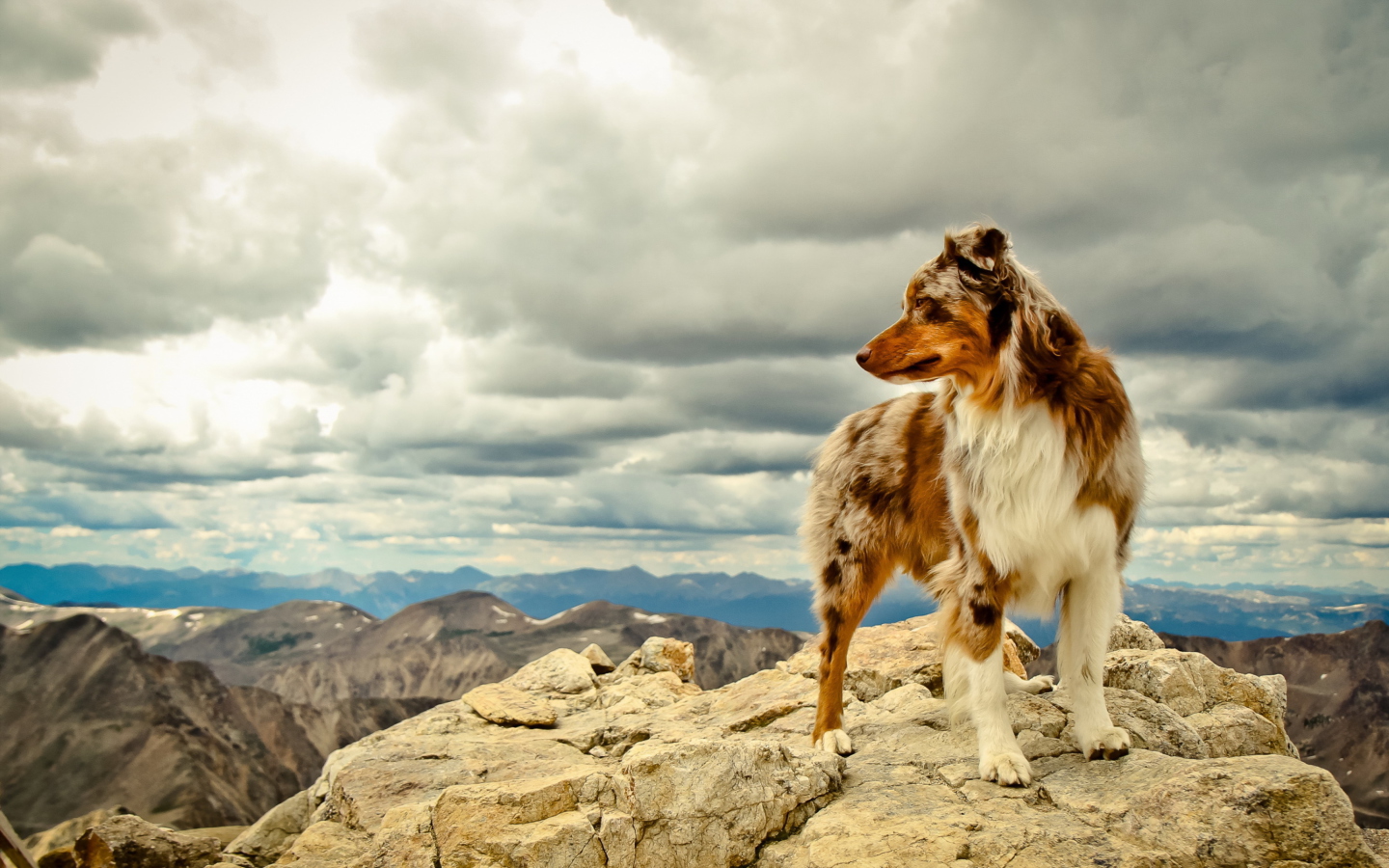 Screenshot №1 pro téma Dog On Top Of Mountain 1440x900
