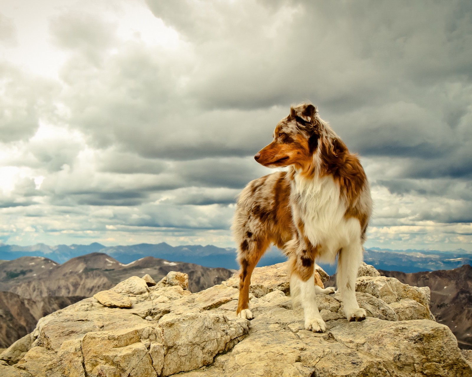 Обои Dog On Top Of Mountain 1600x1280
