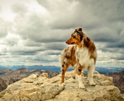 Das Dog On Top Of Mountain Wallpaper 176x144