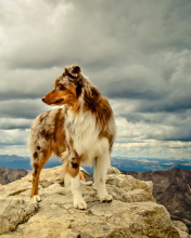 Das Dog On Top Of Mountain Wallpaper 176x220