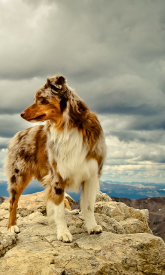 Обои Dog On Top Of Mountain 240x400