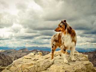 Das Dog On Top Of Mountain Wallpaper 320x240