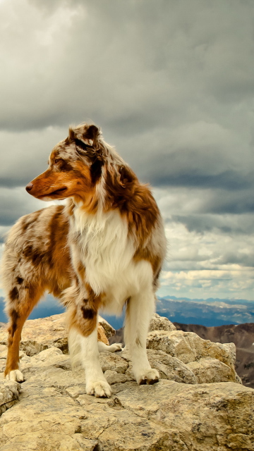 Обои Dog On Top Of Mountain 360x640