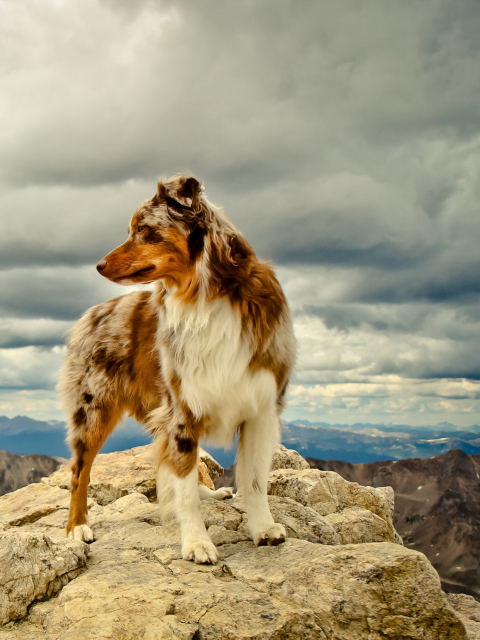 Das Dog On Top Of Mountain Wallpaper 480x640