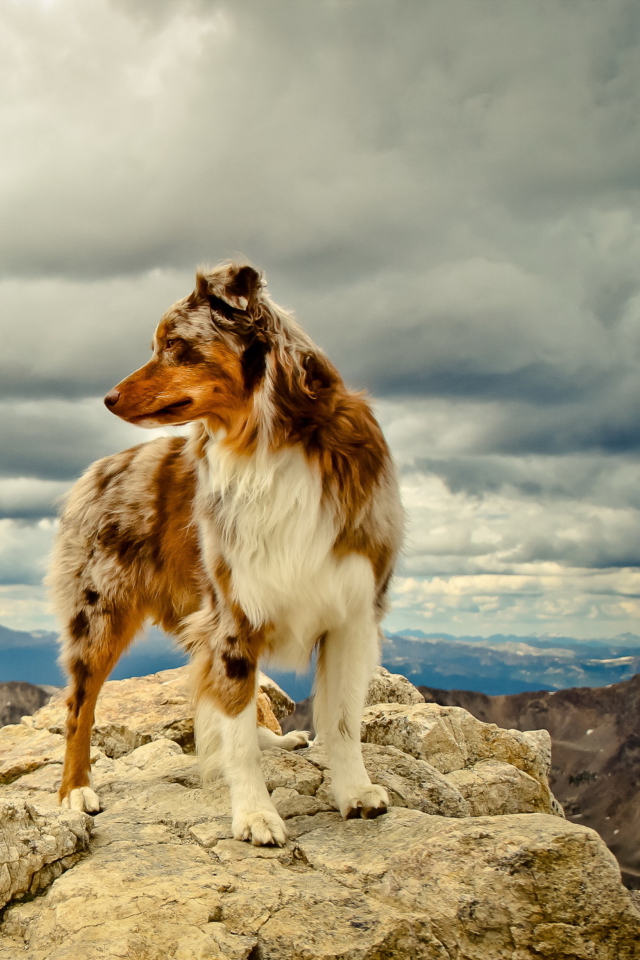 Обои Dog On Top Of Mountain 640x960