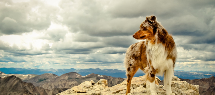 Обои Dog On Top Of Mountain 720x320