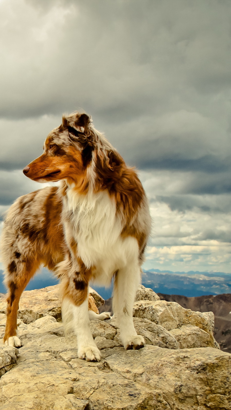 Das Dog On Top Of Mountain Wallpaper 750x1334