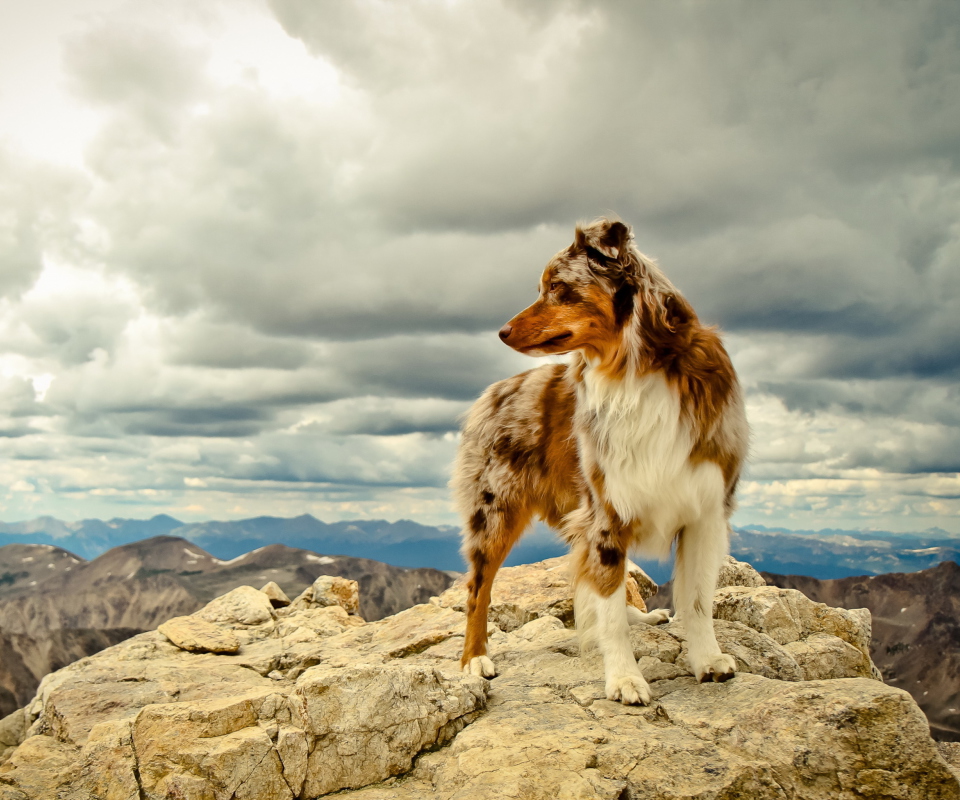 Обои Dog On Top Of Mountain 960x800
