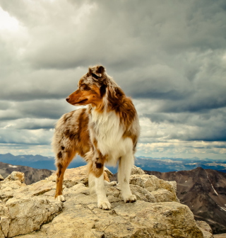 Dog On Top Of Mountain - Obrázkek zdarma pro 1024x1024