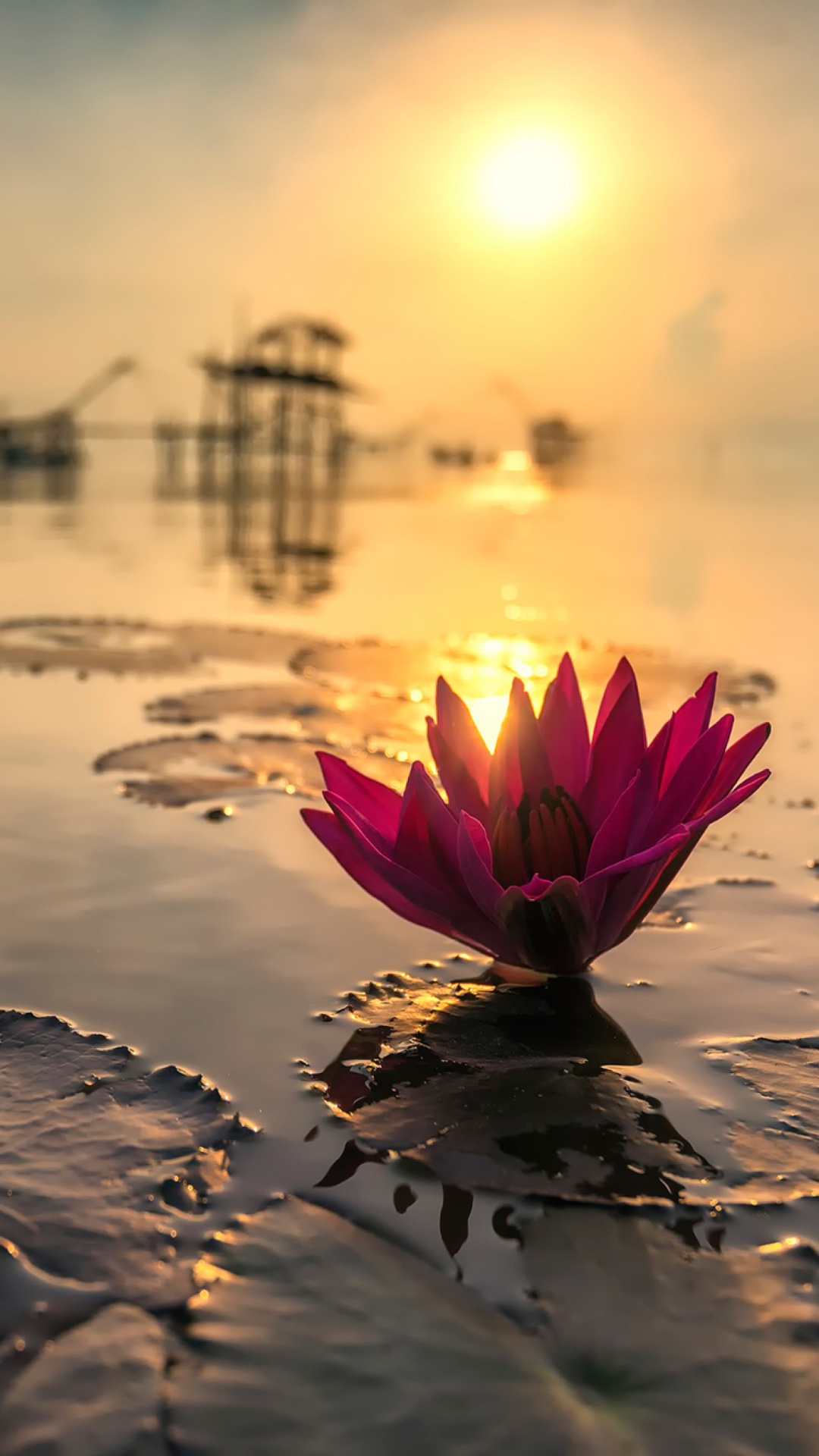 Das Lotus on Thailand Pond in Kumphawapi Wallpaper 1080x1920