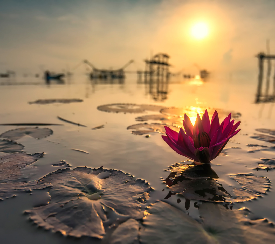 Lotus on Thailand Pond in Kumphawapi wallpaper 1080x960