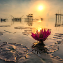 Fondo de pantalla Lotus on Thailand Pond in Kumphawapi 128x128