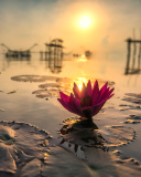 Lotus on Thailand Pond in Kumphawapi screenshot #1 128x160