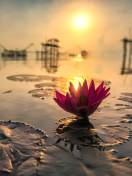 Screenshot №1 pro téma Lotus on Thailand Pond in Kumphawapi 132x176