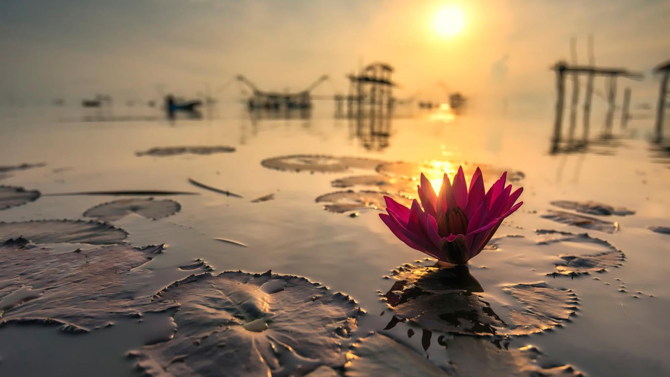 Screenshot №1 pro téma Lotus on Thailand Pond in Kumphawapi 1366x768