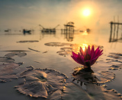 Lotus on Thailand Pond in Kumphawapi screenshot #1 176x144