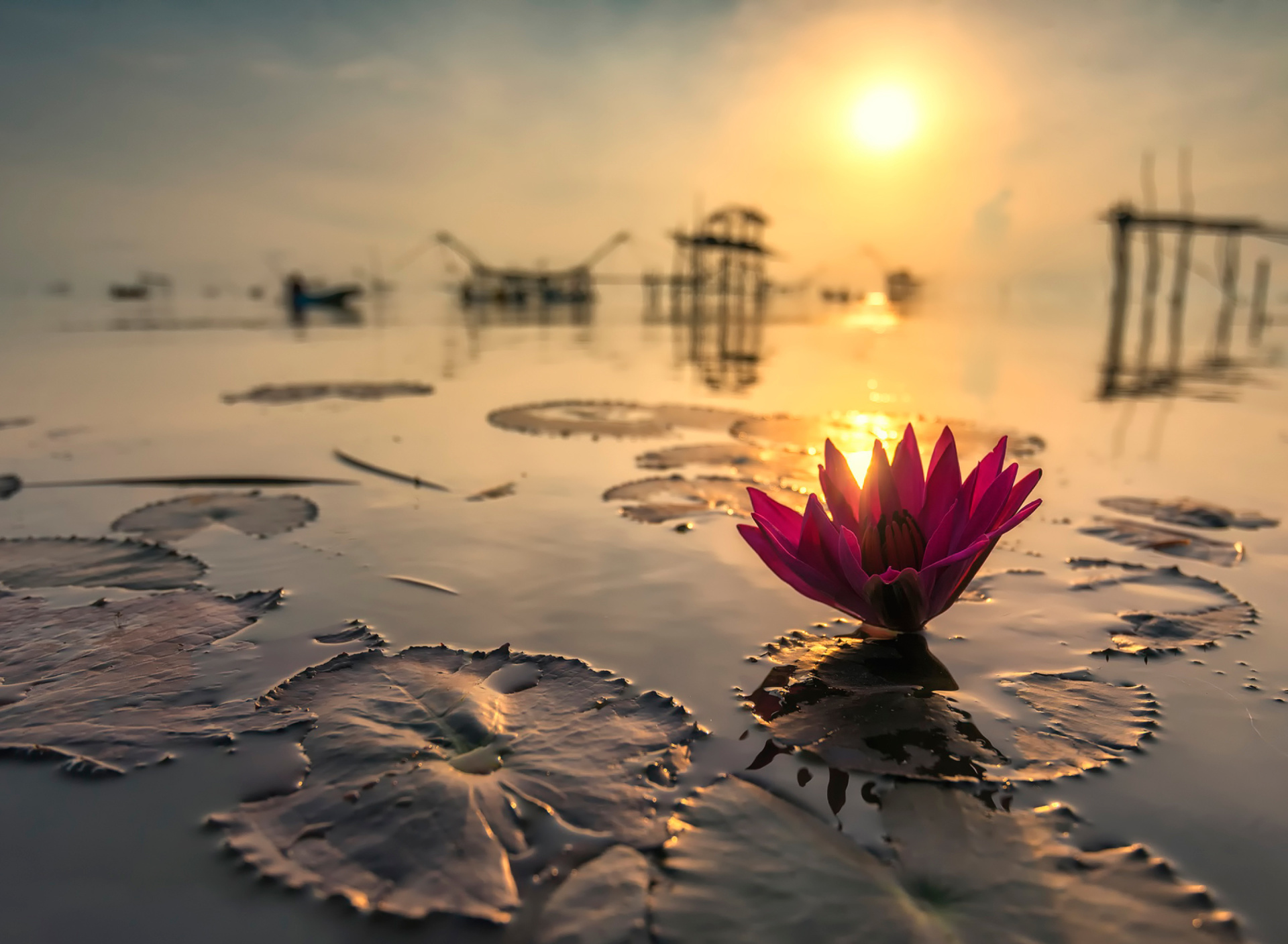 Обои Lotus on Thailand Pond in Kumphawapi 1920x1408