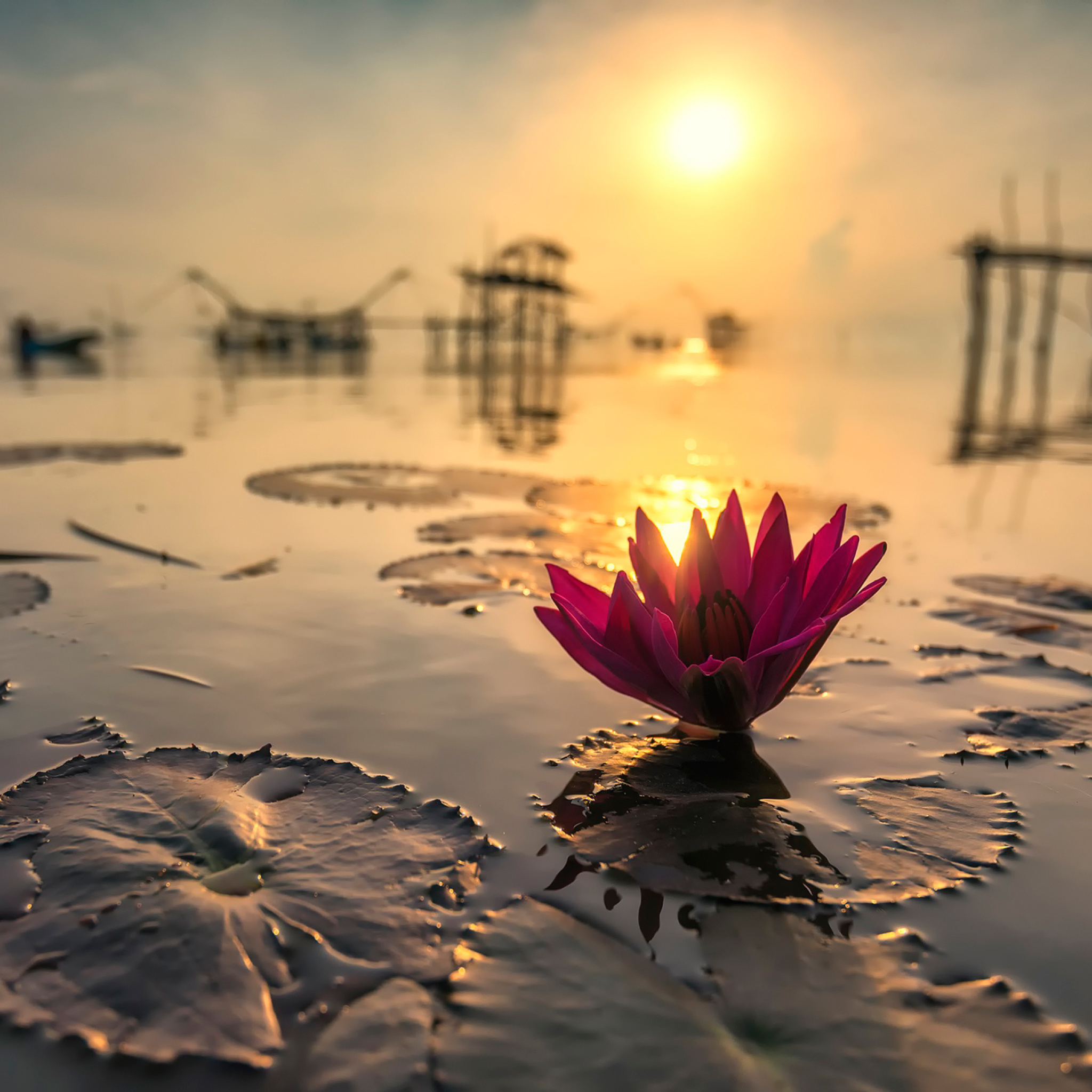 Lotus on Thailand Pond in Kumphawapi wallpaper 2048x2048