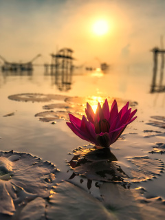 Fondo de pantalla Lotus on Thailand Pond in Kumphawapi 240x320