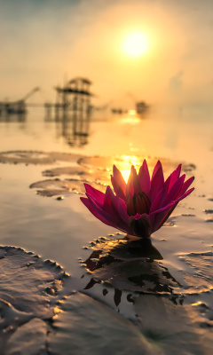Обои Lotus on Thailand Pond in Kumphawapi 240x400